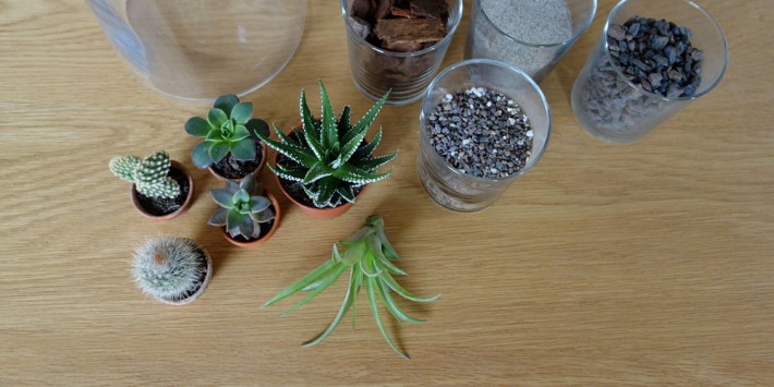 DIY Mini Terrarium Kakteen im Glas unhyped.